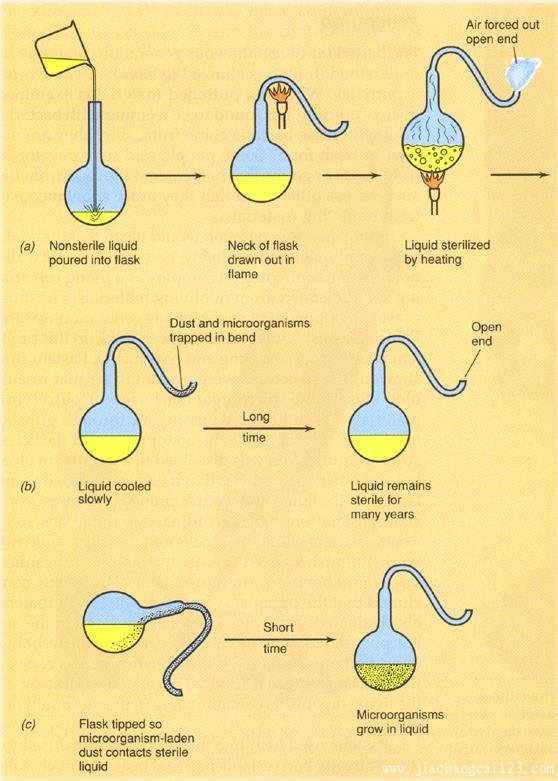 食疗 小知识   lazzaro spallanzani的实验:将装有肉汤的烧瓶完全封闭