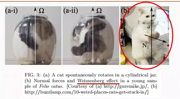 猫是牛顿流体 还是非牛顿流体？中科院严肃科普